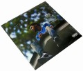 J Cole - 2014 forest hills drive LP front.JPG