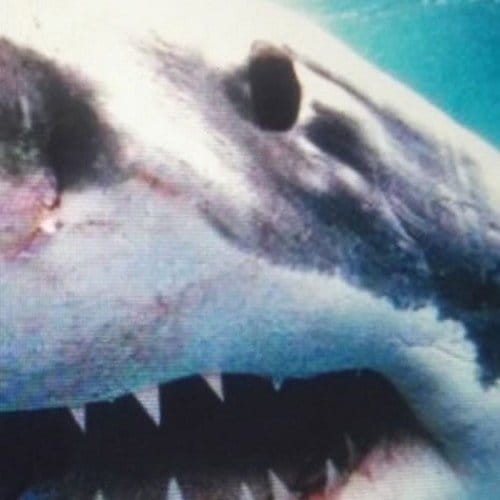 Savas Sido - Royal Bunker cover okladka.jpg