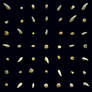 Clipping. – Visions Of Bodies Being Burned | Winyl